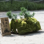 我們在森林裡緩緩相遇 圖片 3