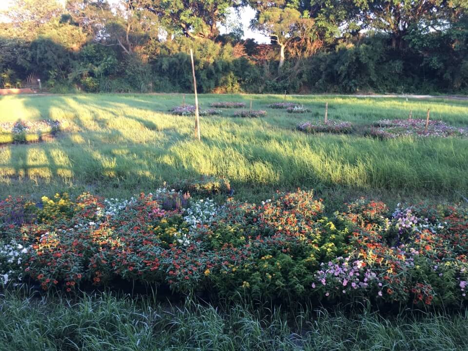淨花園