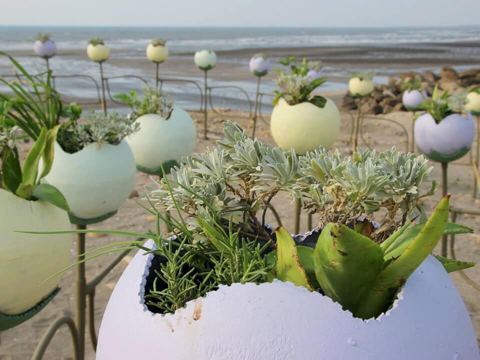 福求花 圖片 3