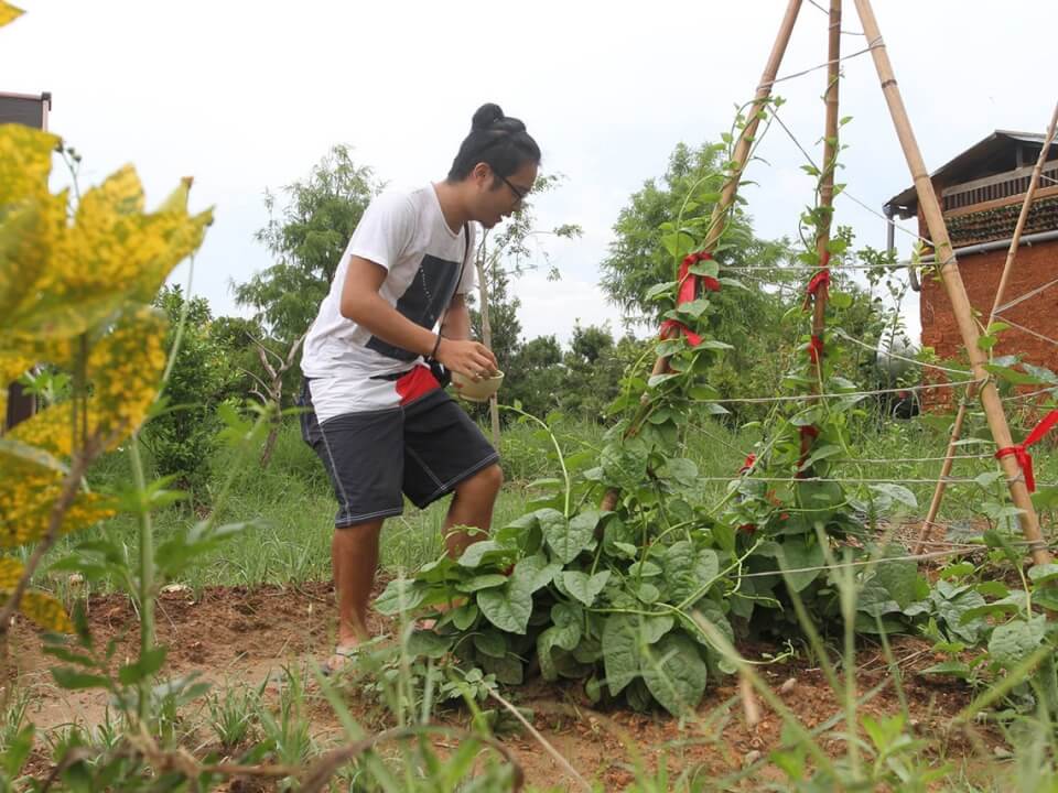 蔬菜叢林可食地景計畫 圖片 3