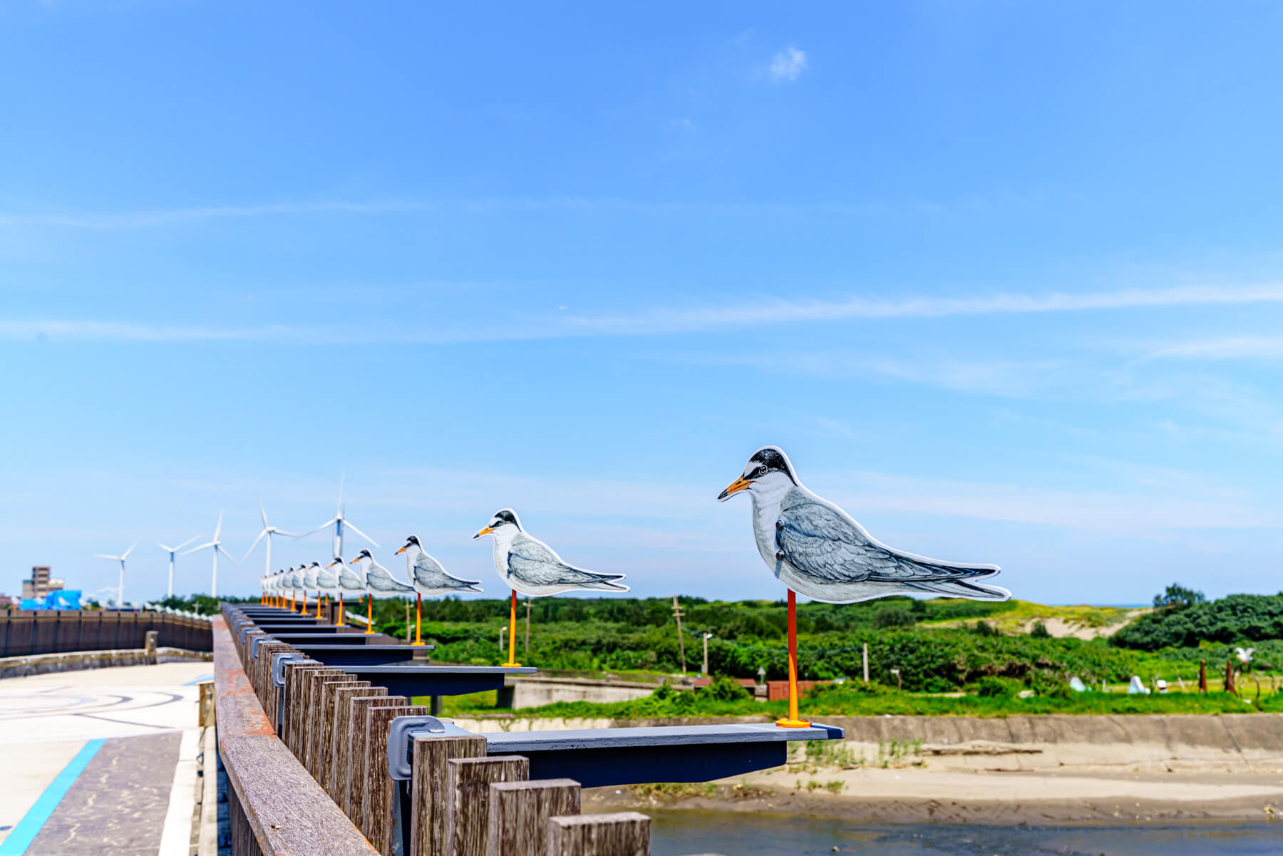 Weatherbird Series: Resting Place for Little Terns 圖片 2