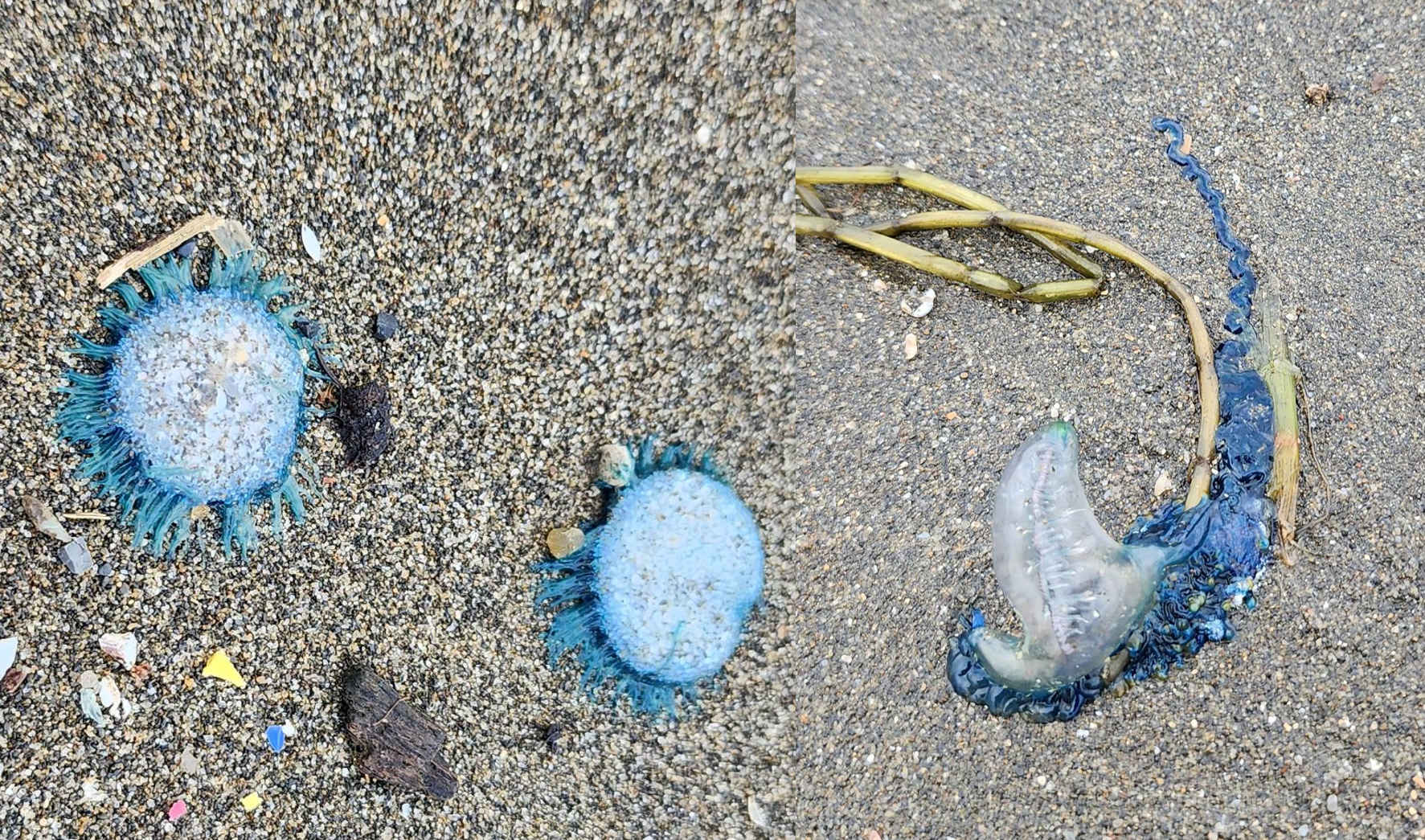 圖片由 桃園市政府海岸及資源循環工程處 提供
