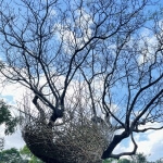 築一個巢 圖片 5